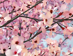 Sample Trees
